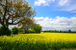 Landschaft im Frühling mit Rapsfeld