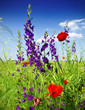 Photo: wild flowers wild flowers
