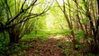 The forest road with leaves.  Stabilized  video.