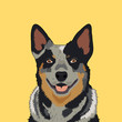 Australian Cattle Dog
