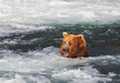 Foto: Bear on Alaska Bear on Alaska