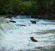 Foto: Bear on Alaska Bear on Alaska