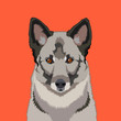 Norwegian elkhound