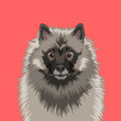 Keeshond