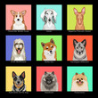 The Dog Collection 05