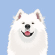 Samoyed