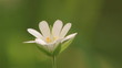 Flower largely