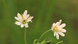 Two flowers close up