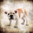 Photo: bulldog vintage bulldog vintage