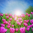 Beautiful spring flowers