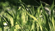 Video: Green grass close up and wind Green grass close up and wind