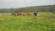 Pferde auf der Weide