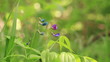 Two bright steppe flowers