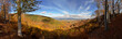 Forest in autumn