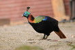 ブータンの野鳥　ニジキジ