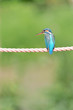 ロープのカワセミ
