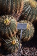 Ferocactus glaucescens