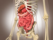 Ilustración: Man skeleton with internal organs. 3 D digital rendering. Man skeleton with internal organs. 3 D digital rendering.
