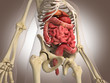 Man skeleton with internal organs. 3 D digital rendering.