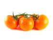 Fresh orange tomatoes on branch (water drops).