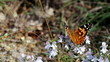 Butterfly on flower