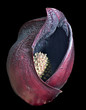 Unusual flower 2