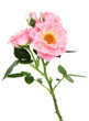 Photo: Rose Flower Beauty Rose Flower Beauty