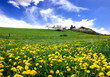 Foto: Löwenzahnwiese mit blauem Himmel und Wolken Löwenzahnwiese mit blauem Himmel und Wolken