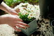 Planting flower