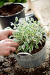 Planting sage