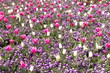 Blumenmeer