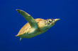 Green Sea Turtle