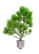 Photo: pine growing from the base of the light bulb pine growing from the base of the light bulb
