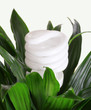 Photo: Energy saving light bulb on green plant Energy saving light bulb on green plant