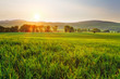 Green wheat field