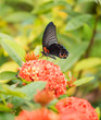 Great Mormon butterfly
