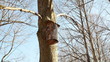 tree bark made nesting boxes hung on a tree branch in park
