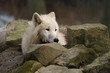 Polarwolf