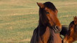 Pair of Horses. Slow Motion at a rate of 240 fps