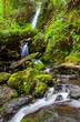 Creek in forest