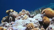Coral and fish in the Red Sea, Egypt