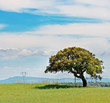 Photo: oak and green grass oak and green grass