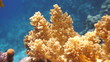 Coral and fish in the Red Sea, Egypt