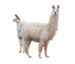 Female Llama With A Baby