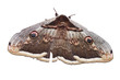 Giant falena