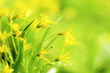 yellow spring flowers