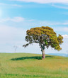oak and grass