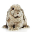 Lop-earred Rabbit