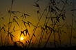 Yellow sunrise silhouette