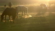 Horses in the early morning. Slow Motion at a rate of 240 fps
